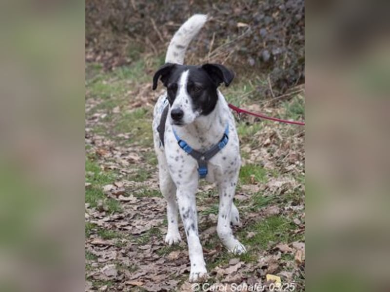 Diana ist eine entspannte Hundedame