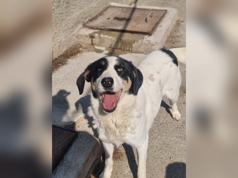 Aria – sanfte Schäferhund-Dame sucht ruhigen Hafen!