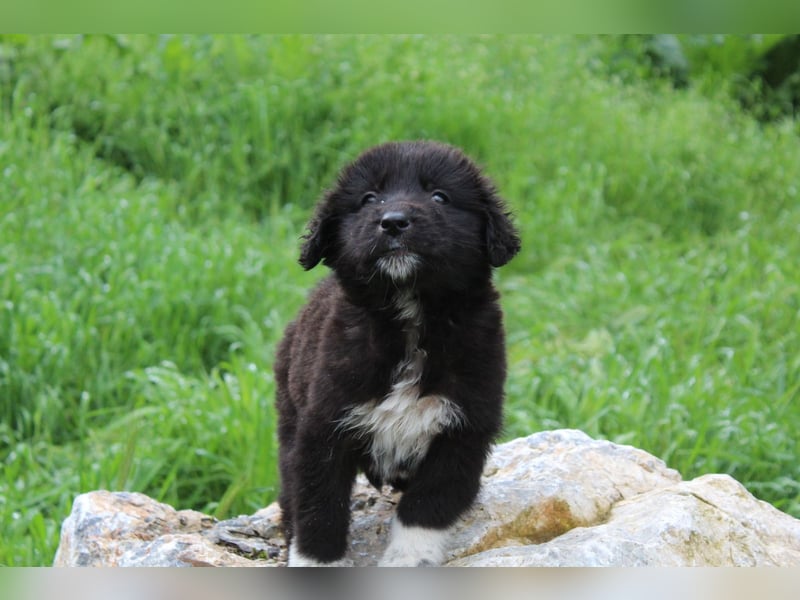 Maddie – ein besonderes Hundemädchen sucht Ihr Für-Immer-Zuhause
