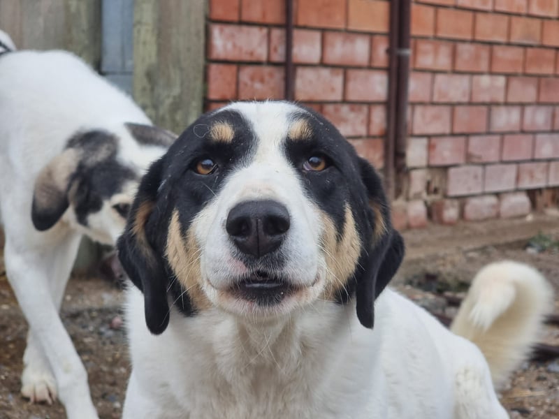 Aria – sanfte Schäferhund-Dame sucht ruhigen Hafen!