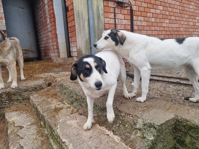 Aria – sanfte Schäferhund-Dame sucht ruhigen Hafen!