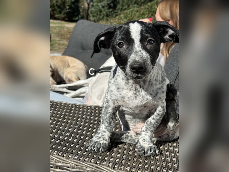 Lila - kleiner Zwerg sucht Dich!