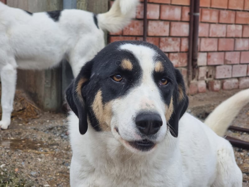 Aria – sanfte Schäferhund-Dame sucht ruhigen Hafen!
