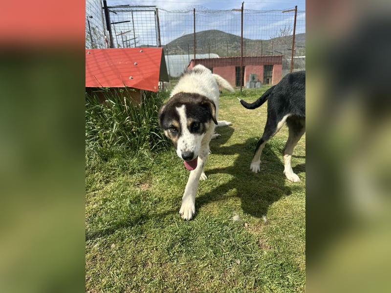 Mori – Sanftes Hundemädchen mit großem Herzen sucht ihre Familie!