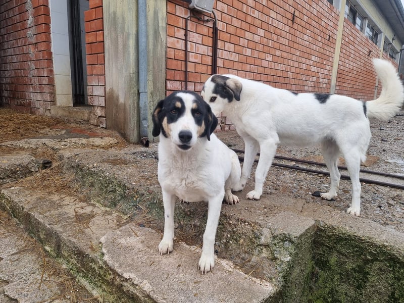 Aria – sanfte Schäferhund-Dame sucht ruhigen Hafen!
