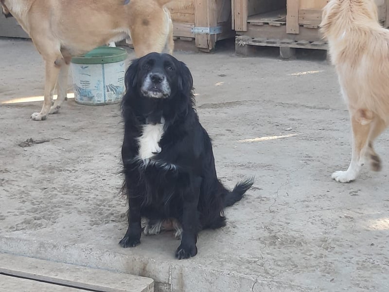 Amy – Der fröhliche Wirbelwind sucht sein Zuhause!
