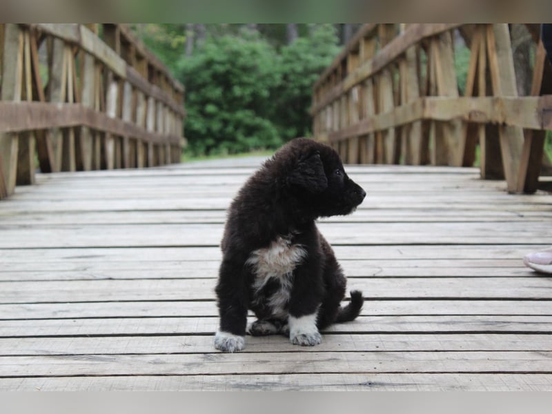 Maddie – ein besonderes Hundemädchen sucht Ihr Für-Immer-Zuhause