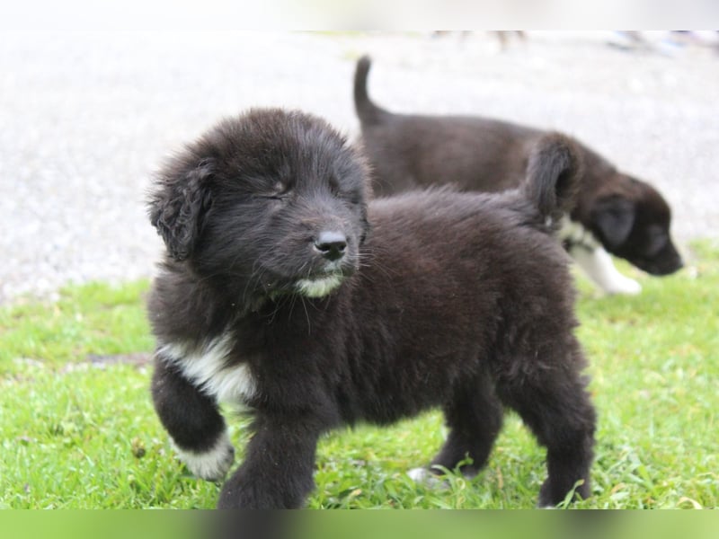 Maddie – ein besonderes Hundemädchen sucht Ihr Für-Immer-Zuhause