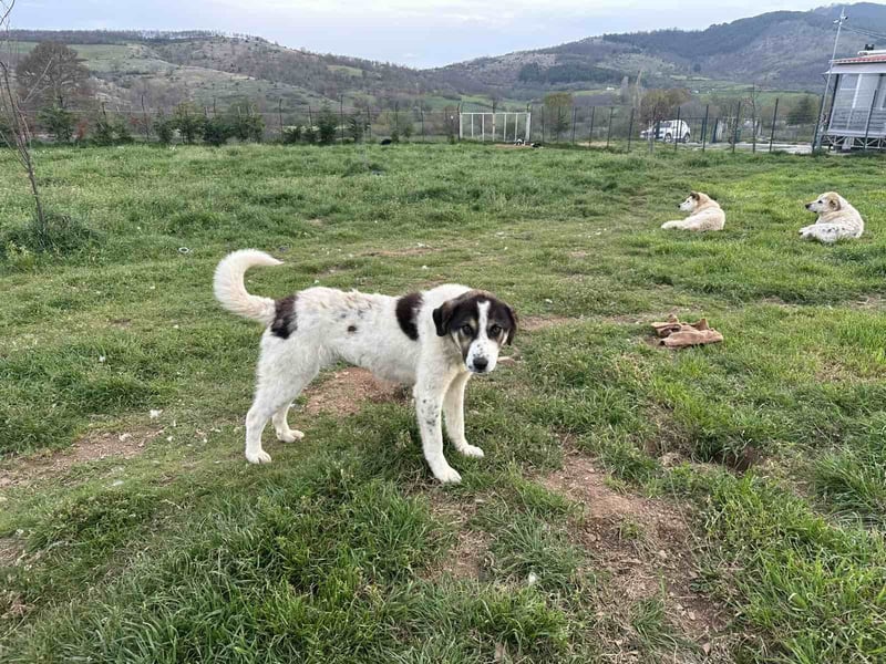 Mori – Sanftes Hundemädchen mit großem Herzen sucht ihre Familie!
