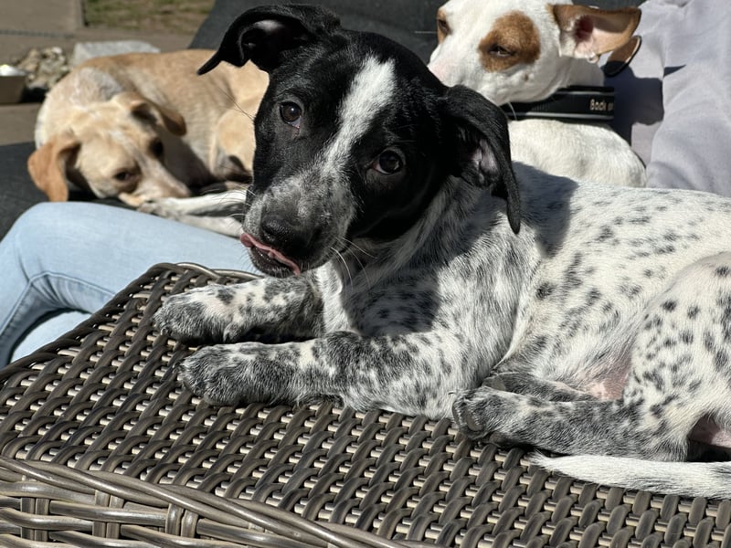 Lila - kleiner Zwerg sucht Dich!
