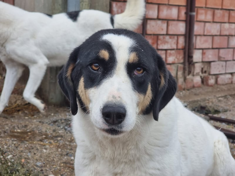 Aria – sanfte Schäferhund-Dame sucht ruhigen Hafen!