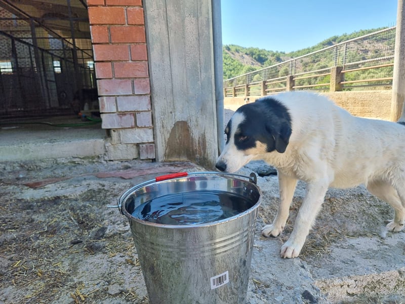 Aria – sanfte Schäferhund-Dame sucht ruhigen Hafen!