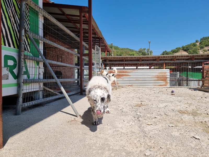 Still, sanft, besonders – Pippa sucht ihre Menschen