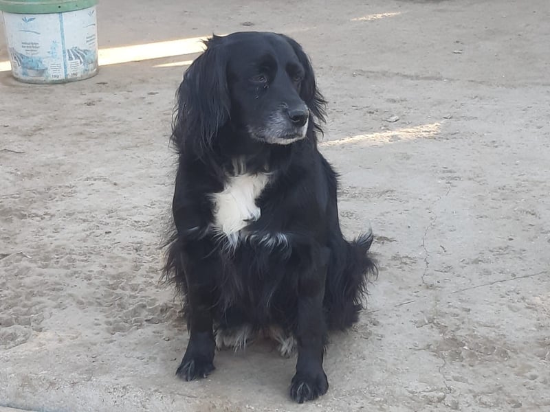 Amy – Der fröhliche Wirbelwind sucht sein Zuhause!