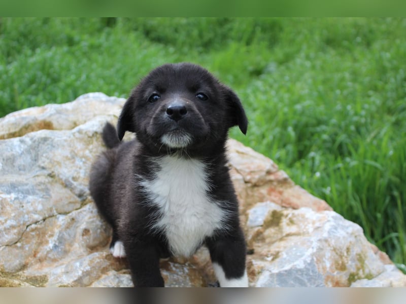 Emma – kleiner Schatz sucht ihre Menschen