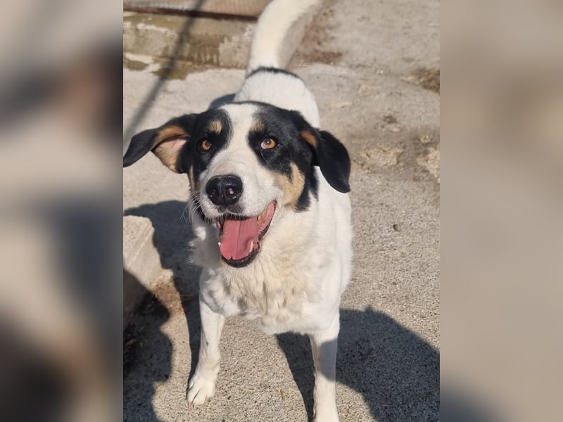 Aria – sanfte Schäferhund-Dame sucht ruhigen Hafen!