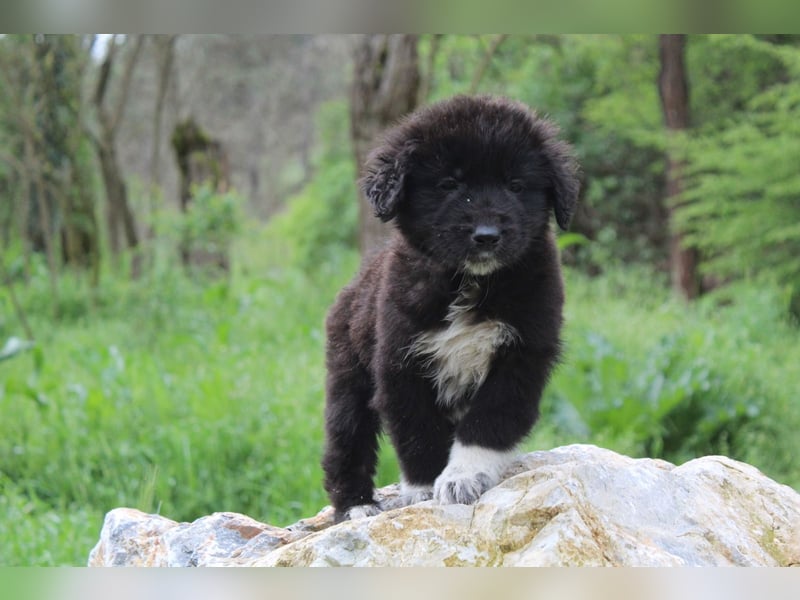 Maddie – ein besonderes Hundemädchen sucht Ihr Für-Immer-Zuhause