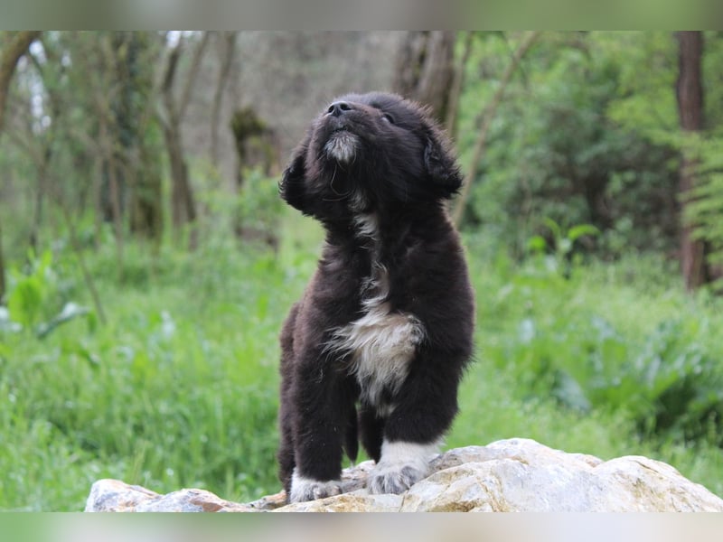 Maddie – ein besonderes Hundemädchen sucht Ihr Für-Immer-Zuhause