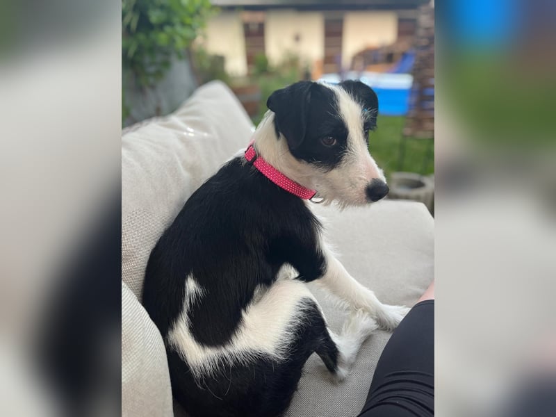 Lotti ❤️Pflegefamilie 41812 Erkelenz
