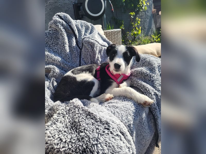 Lotti ❤️Pflegefamilie 41812 Erkelenz