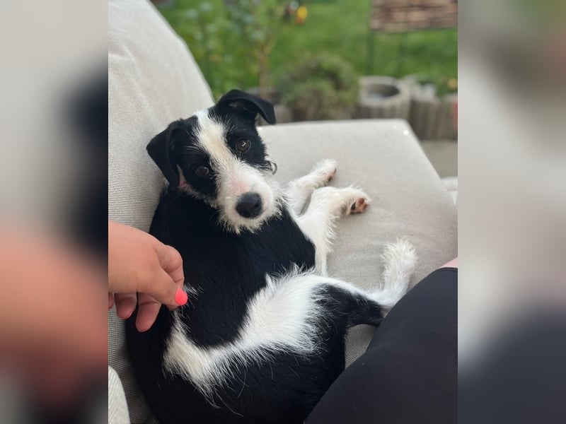 Lotti ❤️Pflegefamilie 41812 Erkelenz