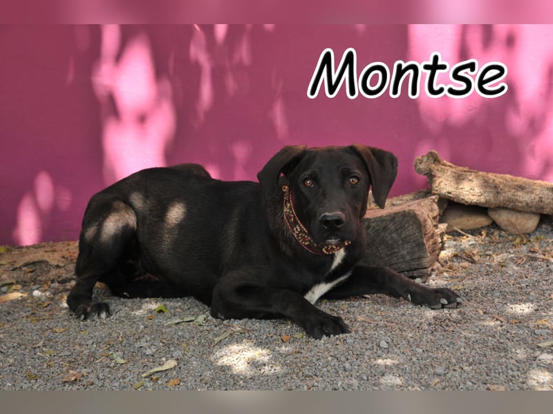 Bringen Sie Montse ein Leben als glücklicher Familienhund bei?