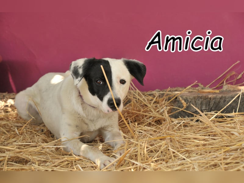 Wollen Sie Amicia bei sich haben?