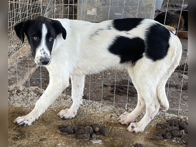 Tonka, geb. ca. 01/2022, lebt in GRIECHENLAND, auf einem Gelände, auf dem die Hunde notdürftig verso