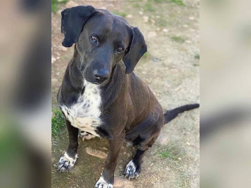 Hailey, geb. ca. 06/2015, lebt in GRIECHENLAND, auf einem Gelände, auf dem die Hunde notdürftig vers