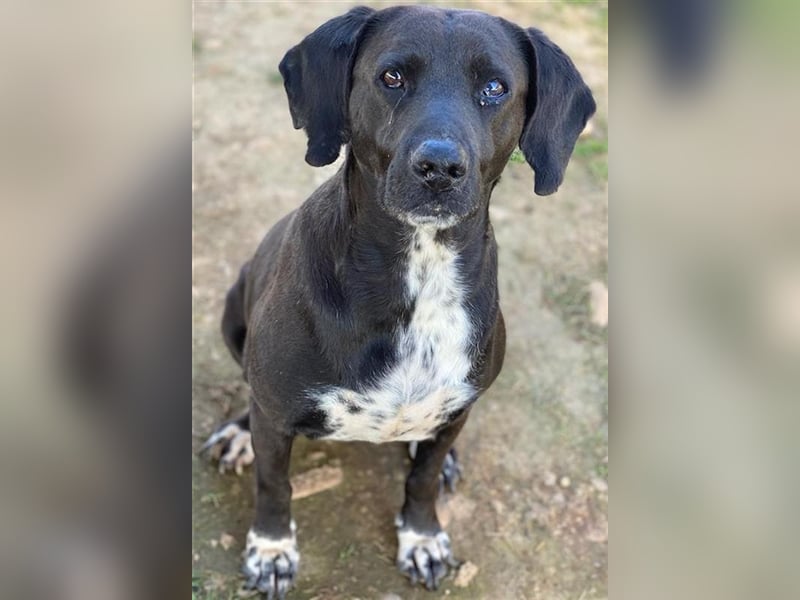 Hailey, geb. ca. 06/2015, lebt in GRIECHENLAND, auf einem Gelände, auf dem die Hunde notdürftig vers