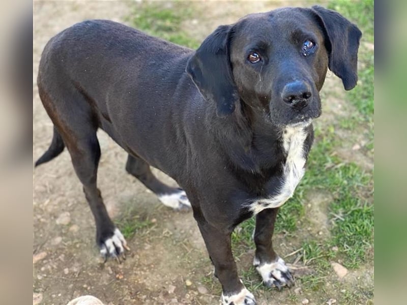 Hailey, geb. ca. 06/2015, lebt in GRIECHENLAND, auf einem Gelände, auf dem die Hunde notdürftig vers