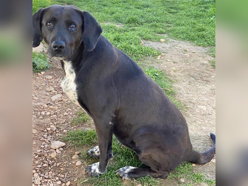 Hailey, geb. ca. 06/2015, lebt in GRIECHENLAND, auf einem Gelände, auf dem die Hunde notdürftig vers