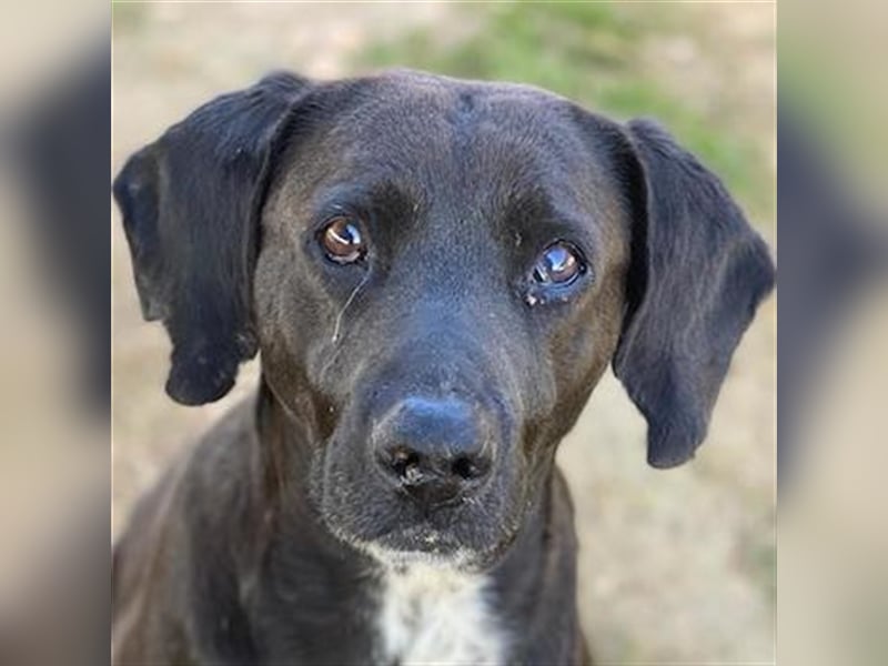 Hailey, geb. ca. 06/2015, lebt in GRIECHENLAND, auf einem Gelände, auf dem die Hunde notdürftig vers