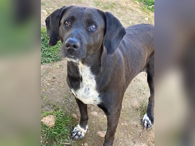 Hailey, geb. ca. 06/2015, lebt in GRIECHENLAND, auf einem Gelände, auf dem die Hunde notdürftig vers