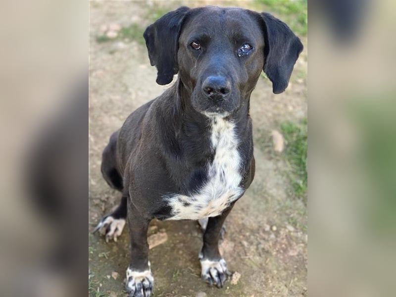 Hailey, geb. ca. 06/2015, lebt in GRIECHENLAND, auf einem Gelände, auf dem die Hunde notdürftig vers