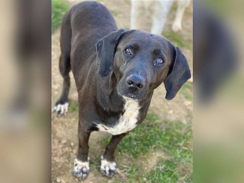Hailey, geb. ca. 06/2015, lebt in GRIECHENLAND, auf einem Gelände, auf dem die Hunde notdürftig vers