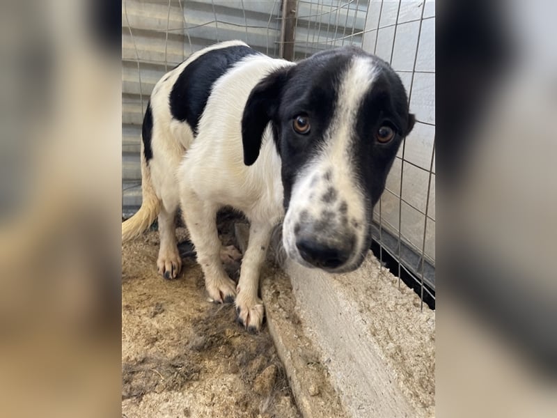 Tonka, geb. ca. 01/2022, lebt in GRIECHENLAND, auf einem Gelände, auf dem die Hunde notdürftig verso
