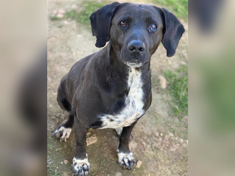 Hailey, geb. ca. 06/2015, lebt in GRIECHENLAND, auf einem Gelände, auf dem die Hunde notdürftig vers