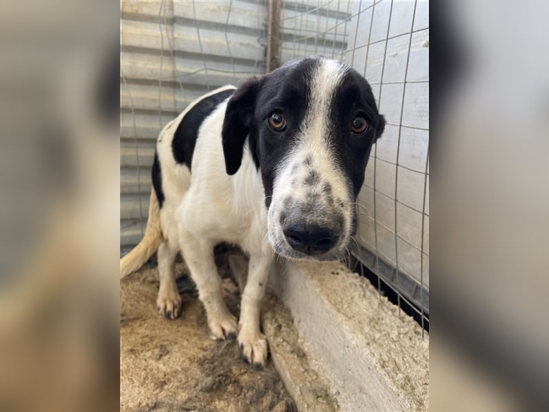 Tonka, geb. ca. 01/2022, lebt in GRIECHENLAND, auf einem Gelände, auf dem die Hunde notdürftig verso