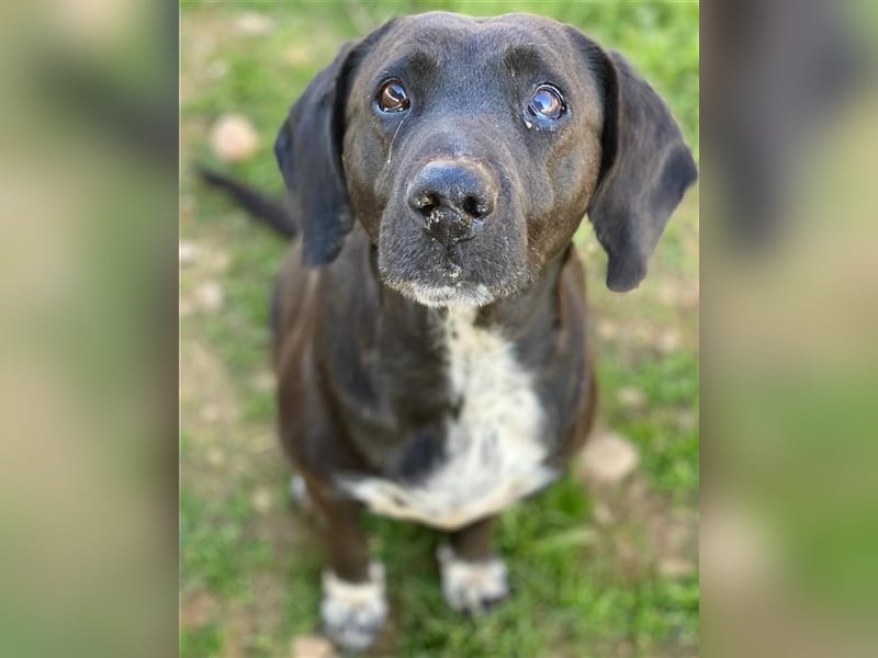 Hailey, geb. ca. 06/2015, lebt in GRIECHENLAND, auf einem Gelände, auf dem die Hunde notdürftig vers