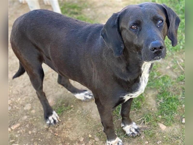 Hailey, geb. ca. 06/2015, lebt in GRIECHENLAND, auf einem Gelände, auf dem die Hunde notdürftig vers