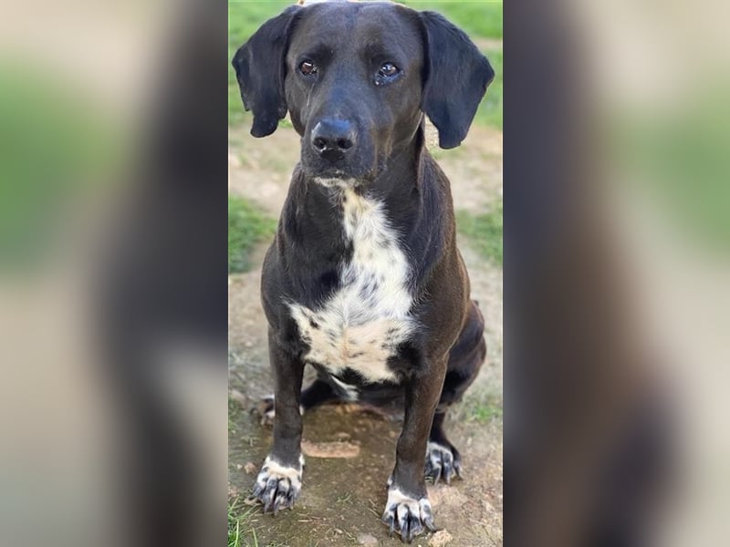 Hailey, geb. ca. 06/2015, lebt in GRIECHENLAND, auf einem Gelände, auf dem die Hunde notdürftig vers