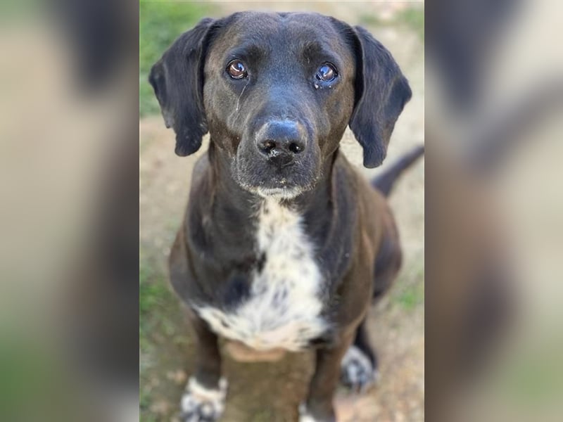 Hailey, geb. ca. 06/2015, lebt in GRIECHENLAND, auf einem Gelände, auf dem die Hunde notdürftig vers