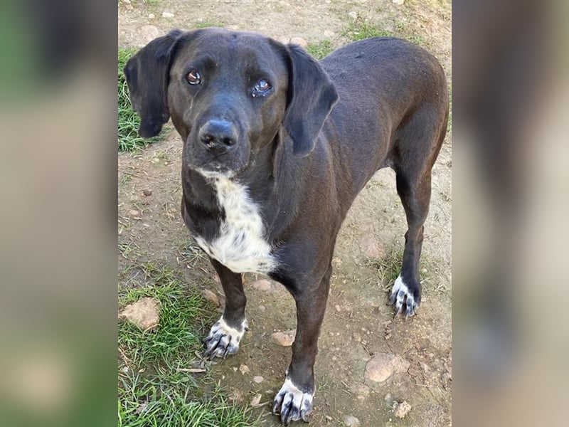 Hailey, geb. ca. 06/2015, lebt in GRIECHENLAND, auf einem Gelände, auf dem die Hunde notdürftig vers