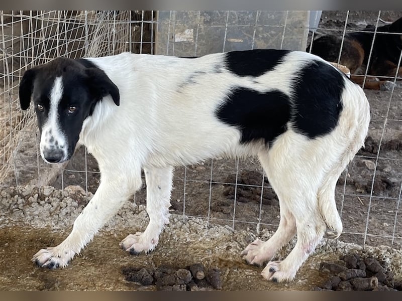 Tonka, geb. ca. 01/2022, lebt in GRIECHENLAND, auf einem Gelände, auf dem die Hunde notdürftig verso