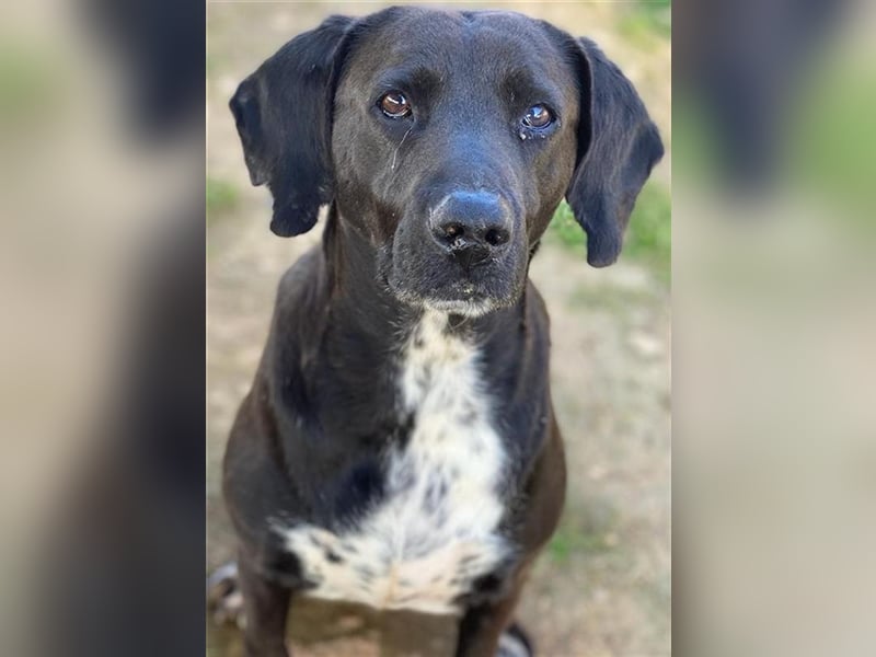 Hailey, geb. ca. 06/2015, lebt in GRIECHENLAND, auf einem Gelände, auf dem die Hunde notdürftig vers