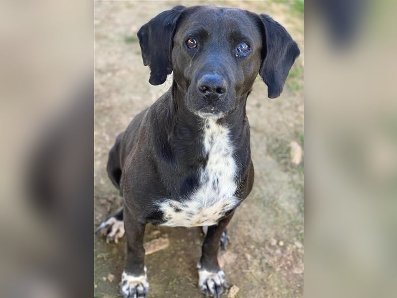 Hailey, geb. ca. 06/2015, lebt in GRIECHENLAND, auf einem Gelände, auf dem die Hunde notdürftig vers