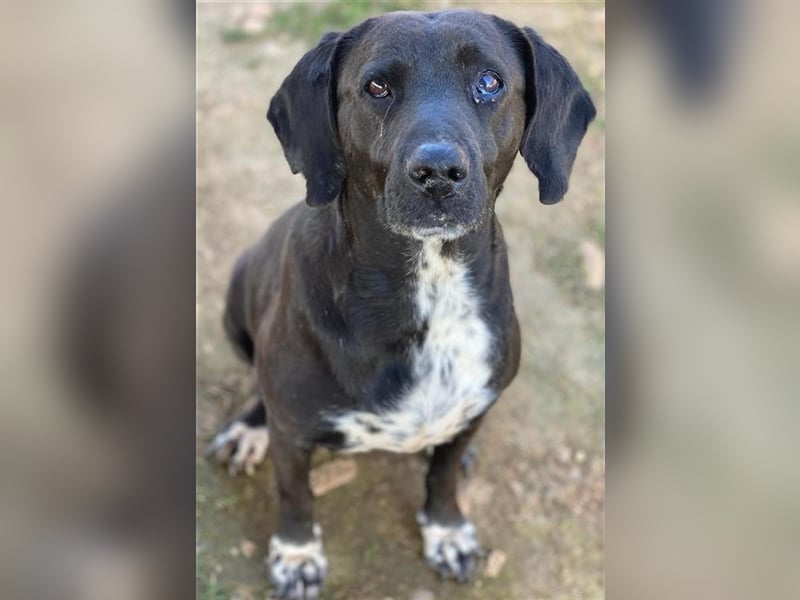 Hailey, geb. ca. 06/2015, lebt in GRIECHENLAND, auf einem Gelände, auf dem die Hunde notdürftig vers