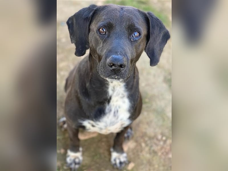 Hailey, geb. ca. 06/2015, lebt in GRIECHENLAND, auf einem Gelände, auf dem die Hunde notdürftig vers