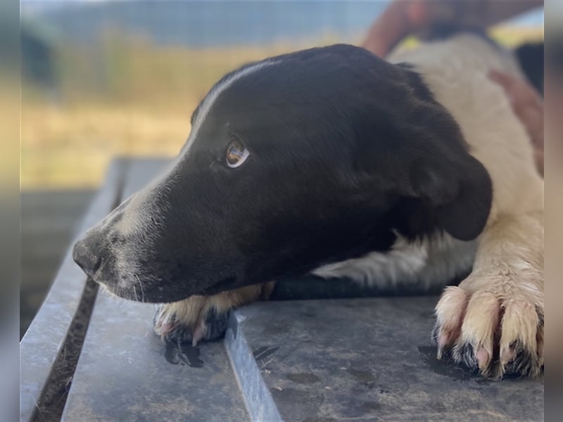Tonka, geb. ca. 01/2022, lebt in GRIECHENLAND, auf einem Gelände, auf dem die Hunde notdürftig verso